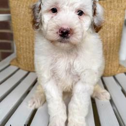 Apollo - Parti male Goldendoodle puppy in Sunman, Indiana from Brunsman Country Doodles LLC