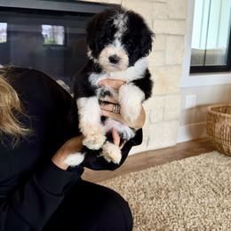 Karen - Black and white female Bernedoodle puppy in Yuba City, California from Ranch House Doodles