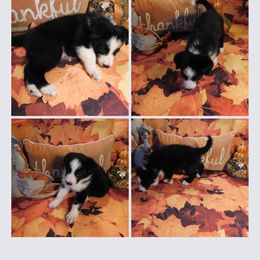 SVV'S Erdnuss - German Shepherd puppy in Little Rock, Arkansas from Strahl Von Valor Shepherds