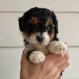 Sprinkle - Tri-color female Bernedoodle puppy in Modesto, California from Central Valley Canine Companions