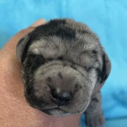Merle male - Merle male Great Dane puppy in Bullhead City, Arizona from Colra Danes