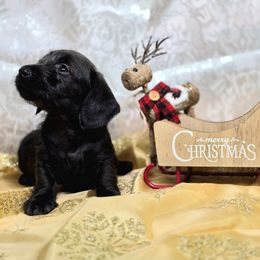 Cane - Black male Dachshund puppy in Lebanon, Ohio from Golden Acres Dachshunds