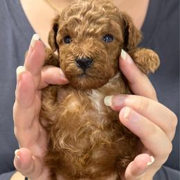 Boy 1 - Apricot male Poodle puppy in Miami, Florida from Sakura Poodles