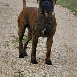 Bullmastiff Puppies from Watchman Kennels