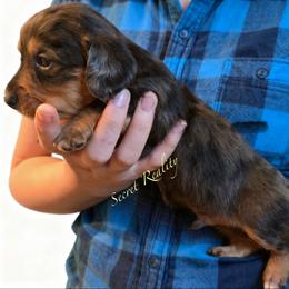 Rockie - Dapple male Dachshund puppy in Ft Dodge, Iowa from Secret Reality