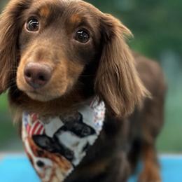 Reece - Dachshund