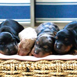 Black and Tan Boys - Black and tan male Dachshund puppy in Burkesville, Kentucky from Bline’s Awesome Aussies & Doxies at the Bline Family Farm