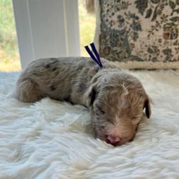 Susan - White and red merle female Bordoodle puppy in Valley Center, California from Circle R Valley Bordoodls