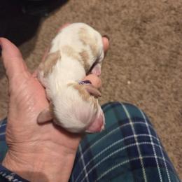 Boy 2 - Blenheim male Cavalier King Charles Spaniel puppy in Charity, Missouri from Missouri. Cavaliers