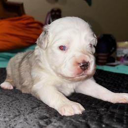 Louie - Red merle male Toy Australian Shepherd puppy in Ocala, Florida from Crazy Aussie Chaos