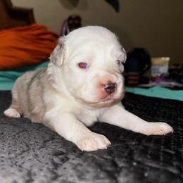 Louie - Red merle male Toy Australian Shepherd puppy in Ocala, Florida from Crazy Aussie Chaos