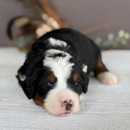Hashbrown - Tri-color male Bernedoodle puppy in El Campo, Texas from Little Fur Friends Bernedoodles