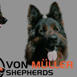 German Shepherds from Von Muller Shepherds