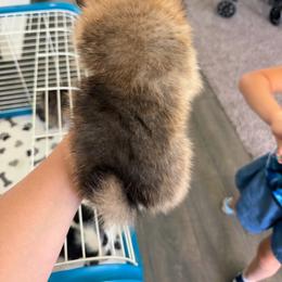 Pomeranian puppies from Alicia Amparano
