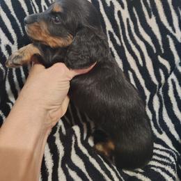 Boy 1 - Black and tan male Dachshund puppy in Clayton, Indiana from Love Struck Miniature Dachshunds