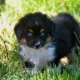 Moz- Red Collar - Black tri-color male Australian Shepherd puppy in Prineville, Oregon from KC’s Aussies