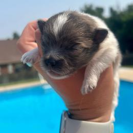 Bluey - Blue parti male Pomeranian puppy in Hernando, Mississippi from The Pom Squad