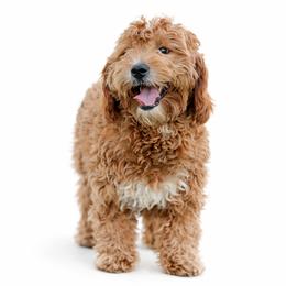 Bo - Goldendoodle