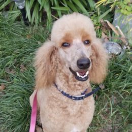 Poodles from Chrystal Lewis