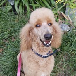 Poodles from Chrystal Lewis