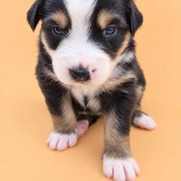 Australian Shepherd Puppies from S.I. Aussie
