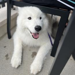 Samoyed All Grown Up from Easter’s Dogwood Acres