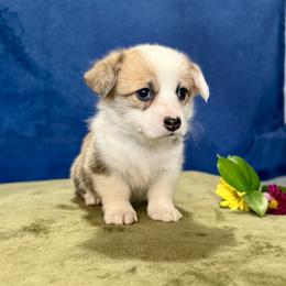 Dolly - White and red female Pembroke Welsh Corgi puppy in Saint Ignatius, Montana from Rustic Barn Kennels