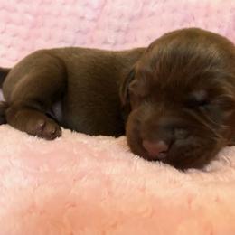 Purple collar chocolate female - Chocolate female Labrador Retriever puppy in Gainesville, Georgia from Rucker Retrievers