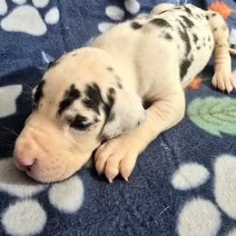 Harlequin Male B - Harlequin male Great Dane puppy in Golconda, Illinois from Breken Great Danes