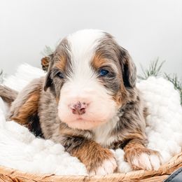 Cranberry - Blue merle female Bernedoodle puppy in Hudson, Indiana from TurkeyCreek-K9