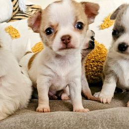 Girl 2 - Sable spotted white Chihuahua puppy in Downey, Idaho from Seven Diamond Chihuahua's