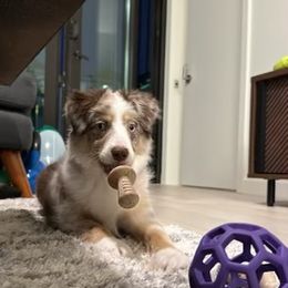 Australian Shepherd and Miniature Australian Shepherd Puppies from Integrity Aussies Tx
