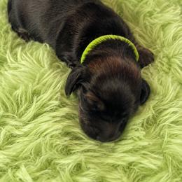 Kiri - Black and cream female Dachshund puppy in Proctor, Montana from Blue Star Dachshunds
