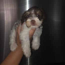 Spanky - Liver male Miniature Schnauzer puppy in Bloomington, California from Michael's Minis