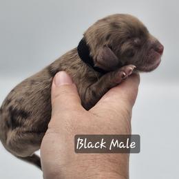 Black Male - Brown and white male Cockapoo puppy in Mocksville, North Carolina from Hunting Creek Farm & Kennel