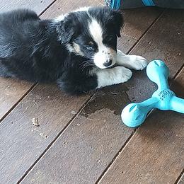 Boy 2 - Black tri-color male Australian Shepherd puppy in Woodbridge, Connecticut from Somewhere in Thyme Aussies