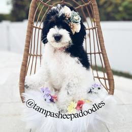 Red collar - Black and white female Sheepadoodle puppy in Hudson, Florida from Tampa Sheepadoodles