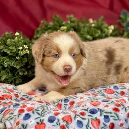 Flame - Red merle male Australian Shepherd puppy in California from Eagle River Aussies