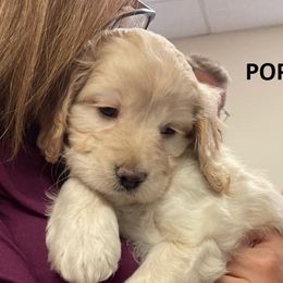 Cavapoo Puppies from Jessie's Puppies