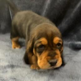 Male black and tan small (Dexter) - Black and brown male Basset Hound puppy in Oviedo, Florida from Boss Farms