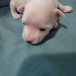 Mickey - White male Morkie puppy in Gloucester, Virginia from Jenkins Morkies