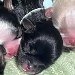 Leroy - Black and tan male Shih Tzu puppy in Sacramento, California from NANA’S  QUALITY SHIH TZU'S