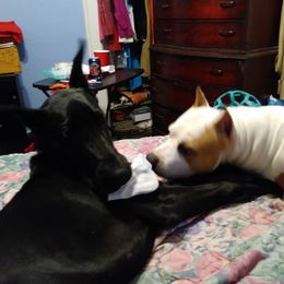 American Staffordshire Terrier and Great Dane Puppies from Unity Great Danes & Staffs