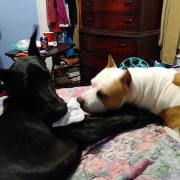 American Staffordshire Terrier and Great Dane Puppies from Unity Great Danes & Staffs