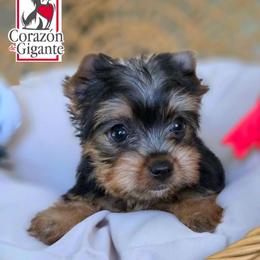 Bingo - Black and tan female Yorkshire Terrier puppy in California from Corazon de gigante
