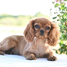 Lenny - Red female Cavapoo puppy in Lawton, Oklahoma from Lindsey’s Cavies