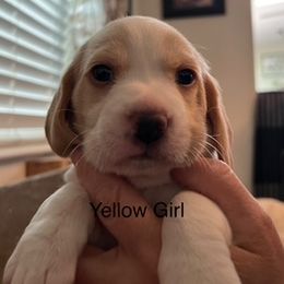 Girl 2 - Lemon female Beagle puppy in Toquerville, Utah from Beautiful Utah Beagles