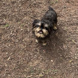 Brussels Griffon All Grown Up from Lavish Griffons