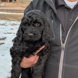 Midnight - Black female Goldendoodle puppy in Vinton, Iowa from Doodles to Love