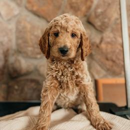 Thomas - Apricot male Goldendoodle puppy in Yukon, Oklahoma from Bows and Ties Doodles, LLC